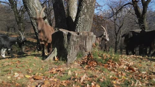 Brown Goat Forest Close Up