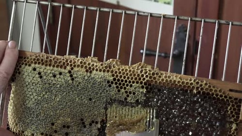 Person Breaks Off Honeycomb Pieces with Utensil