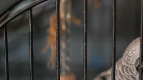 A Curious African Grey Parrot Perches in Its Cage Showcasing Its Beauty and Intelligence