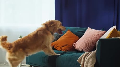 Golden Retriever Jumps onto Couch to Relax