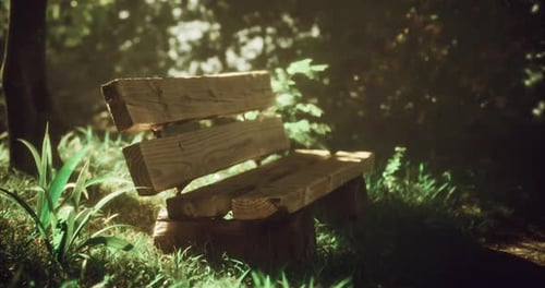 Wooden Bench in Sunny Natural Park Scene