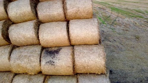 Many Bales Compressed Dry Wheat Straw Twisted Round Rolls on Field