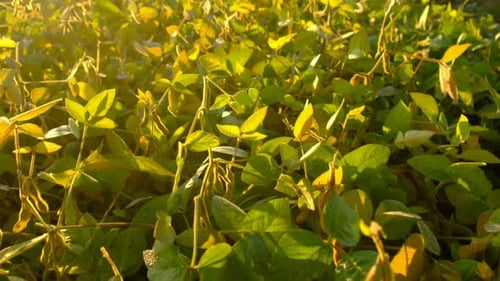 Soybeans Growing in a Field Selective Focus