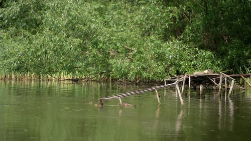 Mallard duck family swimming by the river near the old broken bridge.