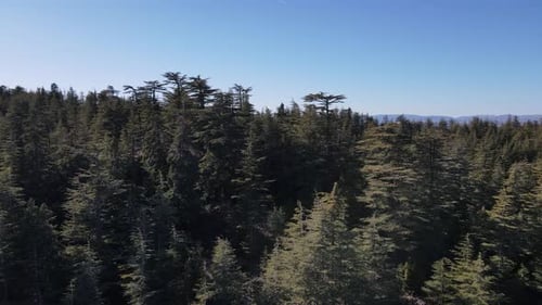 Aerial view of forest drone shot flying over spruce conifer treetops, nature background footage in h