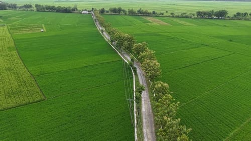 Aerial footage shows a driver passing through a stretch of rice fields. A beautiful and serene view.
