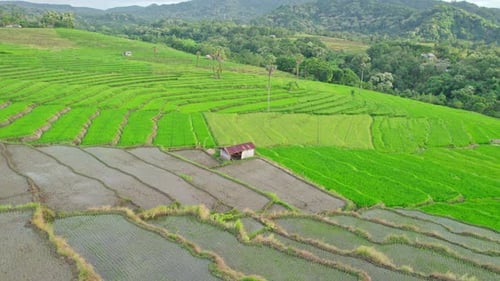 Aerial Orbit View of Old Hut in Green Rice Terrace Fields in Flores Indonesia
