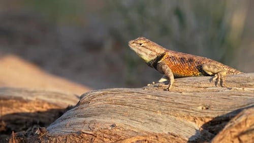 Spiny Lizard in the Escalante desert