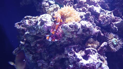 Two Vibrant Orange Ocellaris Clownfish Swimming Amongst Colorful Coral Reefs