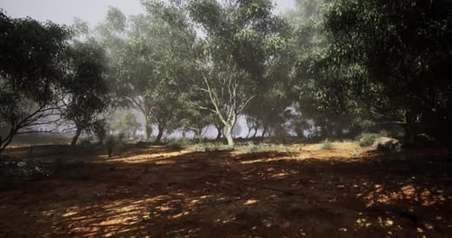Lush Forest Landscape with Mist and Sunlight Filtering Through Trees