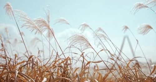 Une plume comme de l'herbe de la pampa se balançant doucement sur un ciel bleu pâle