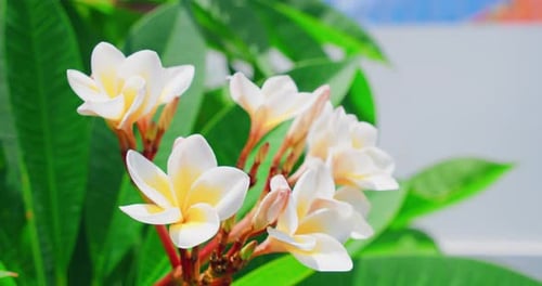 Beautiful frangipani white flower on tree nature background, park and garden concept. Relax calm med