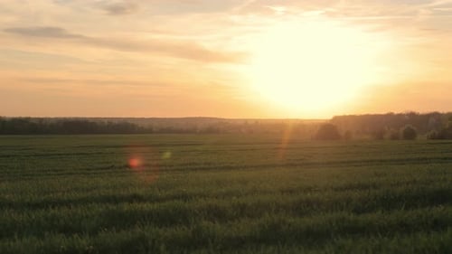 Unberührter Sonnenuntergang über üppigen Feldern Die letzten Sonnenstrahlen werfen einen warmen Schimmer über eine weite Fläche