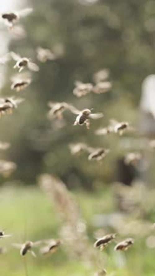 Vertical video. Multiple hives at the apiary in the forest. A swarm of bees deposits nectar.