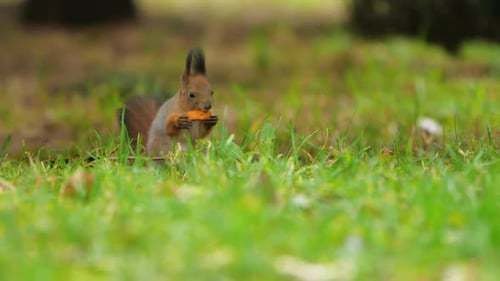 Un écureuil cherche de la nourriture dans l'herbe verte de la pelouse d'un parc