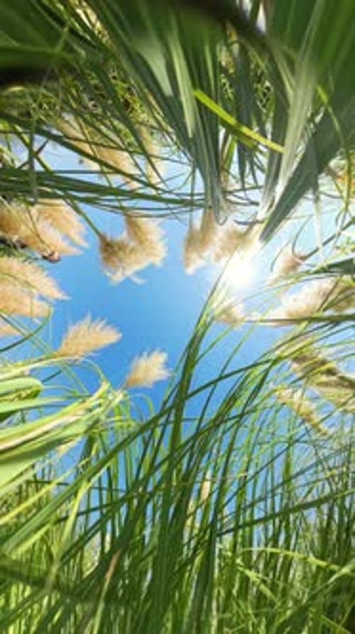 Vertical video. Hole Planet effect looking through tall Green Grass with Pampas Grass visible at the