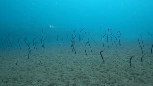 Underwater slow motion shot of garden eels on sandy bottom
