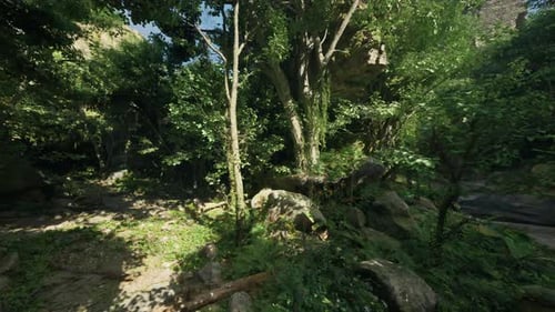 A Serene Forest Landscape in New Zealand Mountain Path