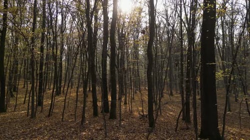Sunny Day in a Forest in Autumn 02