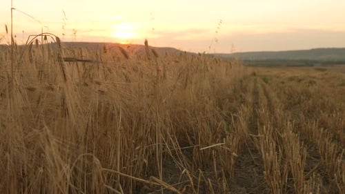 Closeup of Golden Wheat Ears in a Sunlit Field Capturing the Beauty of Agriculture at Sunset