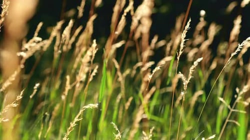 Fresh Green Grass Footage Ears of Rice in the Light of Dusk Gusty Wind Plays with Green Grass