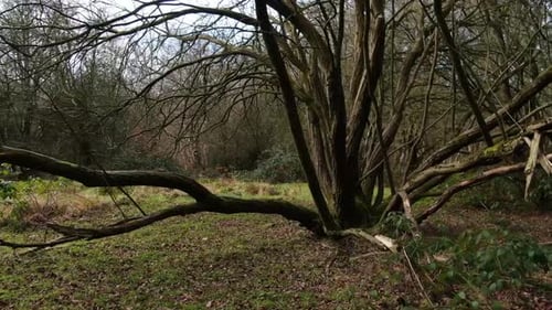 Rotational view from right to left of an old Beech tree in the woods in Autumn