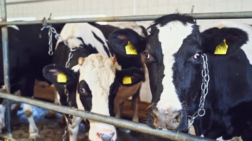 Milk cows in the cowshed. Black and white cows inside the barn. Dairy animals on the farm.