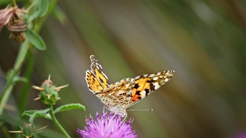 Butterfly Resting on Purple Flower in Natural Setting