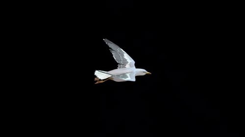 Realistic Flying Seagull Animation