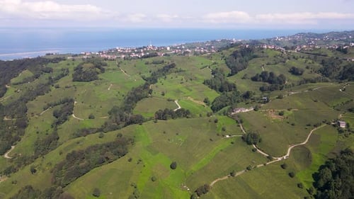 Tea Fields And Sea Landscape