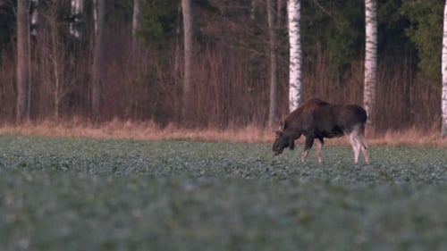 A flock of moose elk feeding on rapeseed field on their knees in evening dusk