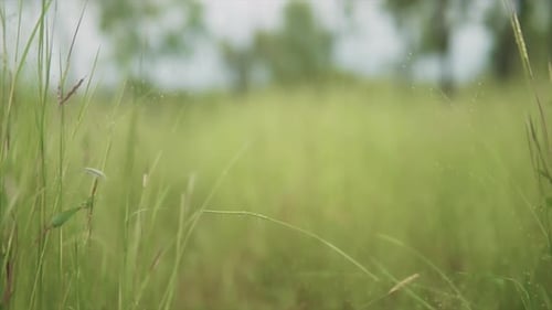 A low angle ground shot of lush green grass in a field tilting up to establish the natural surroundi