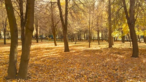 Beautiful autumn park scenery