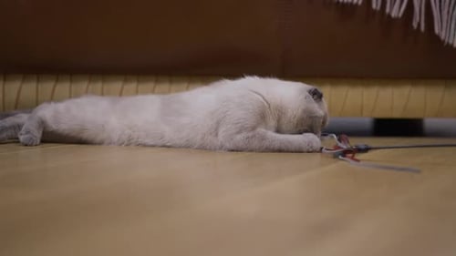 Side View Portrait of Fluffy Cat Playing with Toy Biting Moving Paw Enjoying Leisure at Home Curious
