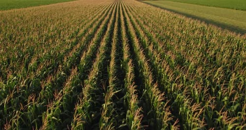 Aerial shot of corn maize green field at agricultural farm.