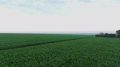Tracking back shot of drone flying over the crop field
