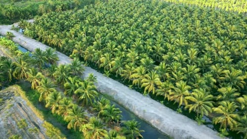 Aerial view drone flies over a large coconut grove. Cultivation of coconuts for sale in agriculture.