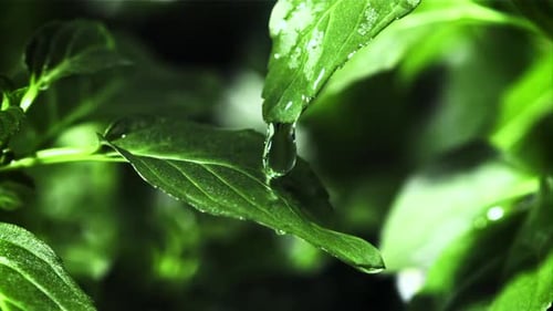Ein Wassertropfen fällt von einem grünen Blatt