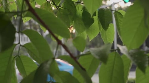 Sun Flare Shines Through Leaves with Traffic Passing in the Background. Slow Motion.