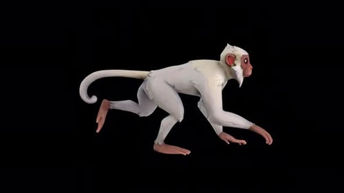 Monkey Run