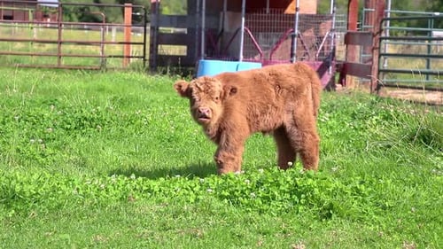 Close Up Of Scottish Highland Calf In Green Field 10 Second Video