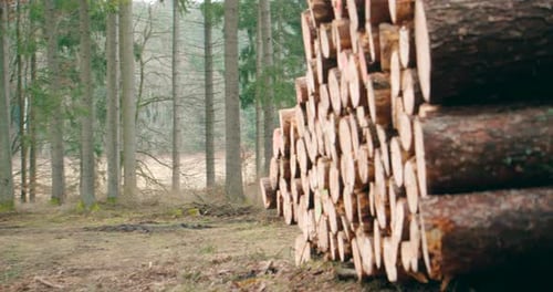 Close-up panning of chopped log trunks pile in the forest