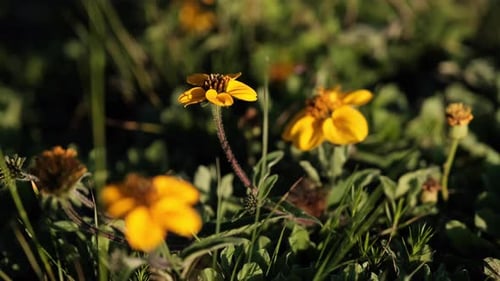 Close-Up of Vibrant Yellow Flowers in Natural Setting
