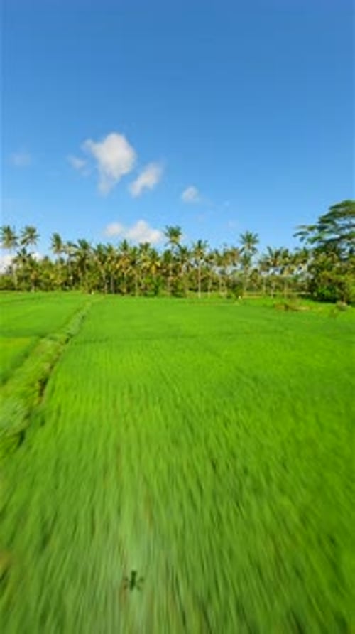 Cinematic FPV Flight Over Beautiful Green Rice Fields In Bali Indonesia