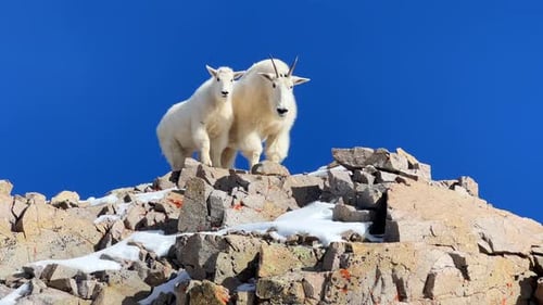 Rocky Mountain Goat Sheep Herde Familie Wildtiere Gipfel Gipfel stampfen territorialen blauen Himmel Sonne