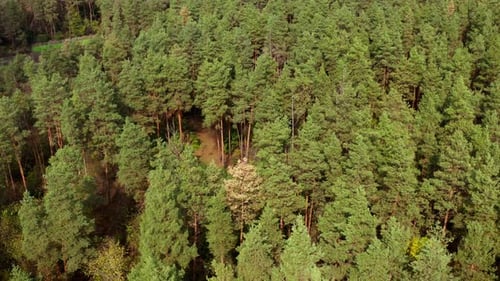 Fond de pins. Forêt verdoyante de conifères. Beau paysage de nature en journée ensoleillée.