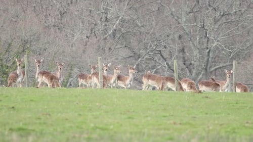deer in the new forest clip 11