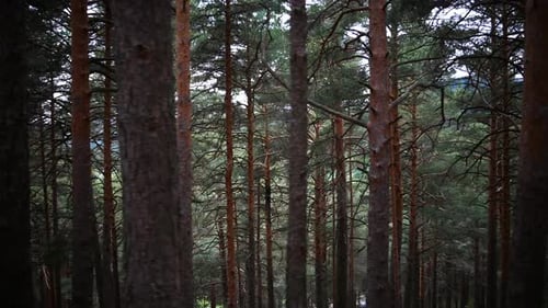 Ein Schuss von Stämmen und Waldkiefern in einem Wald
