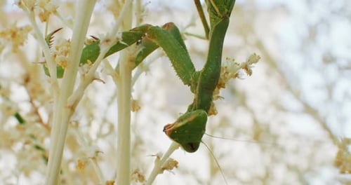 Slow Motion Closeup Video of a Praying Mantis Insect Sitting on a Branch