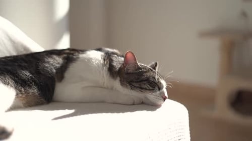 Relaxed Tabby Cat Sleeping on Couch in Sunlight